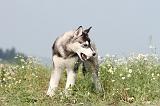 SIBERIAN HUSKY 106